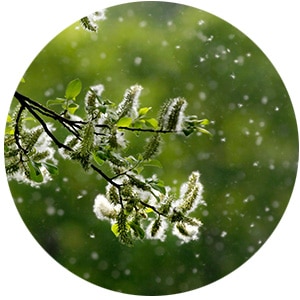 Blühende Äste mit Pollen im Frühling, die Allergien auslösen können, vor grünem Hintergrund.
