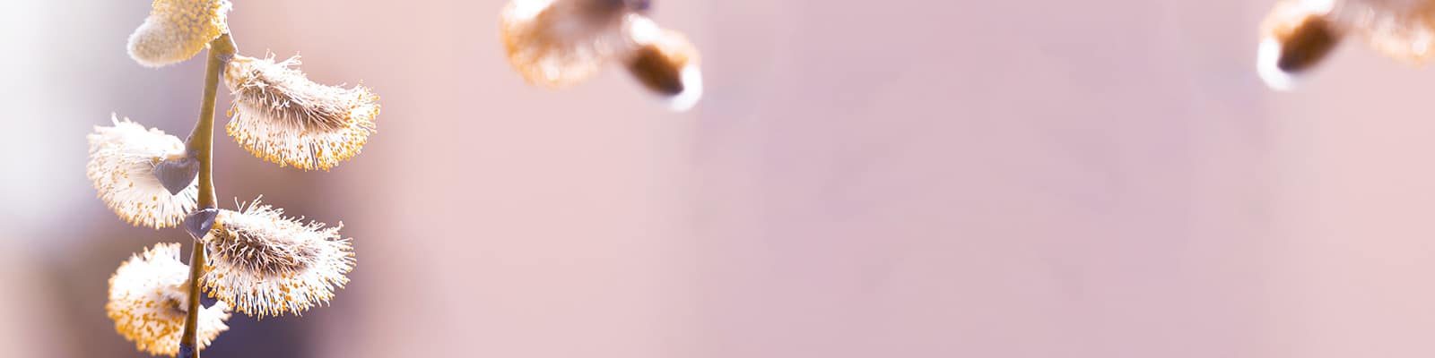 aktuelles-maerz-allergie_header